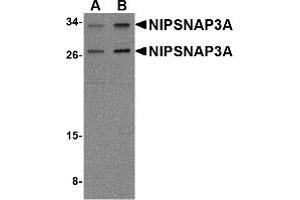 Western Blotting (WB) image for anti-Nipsnap Homolog 3A (NIPSNAP3A) (Middle Region) antibody (ABIN1031017) (NIPSNAP3A 抗体  (Middle Region))