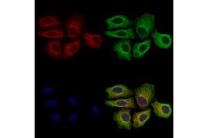 KIR2DL4 Antibody staining Hela cells by IF/ICC.