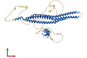 AlphaFold protein structure predicition of Mouse Recombinant Baiap2 Protein, UniprotID Q8BKX1 (BAIAP2 Protein (AA 1-535) (His tag))