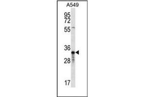 Western blot analysis of OR4F5 Antibody (N-term) in A549 cell line lysates (35ug/lane). (OR4F5 抗体  (N-Term))