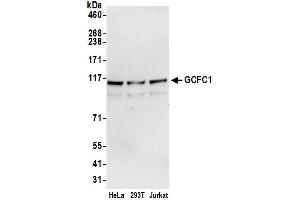 anti-PAX3 and PAX7 Binding Protein 1 (PAXBP1) (AA 225-275) antibody