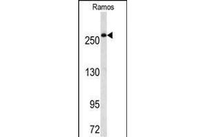 Western blot analysis of FASN Antibody (Center) (ABIN391654 and ABIN2841563) in Ramos cell line lysates (35 μg/lane). (Fatty Acid Synthase 抗体  (AA 942-973))