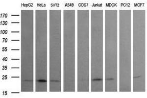 Image no. 2 for anti-RAB24, Member RAS Oncogene Family (RAB24) antibody (ABIN1500553) (RAB24 抗体)