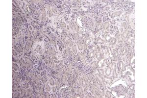 (ABIN184756) Negative Control showing staining of paraffin embedded Human Kidney, with no primary antibody. (Flotillin 1 抗体  (C-Term))