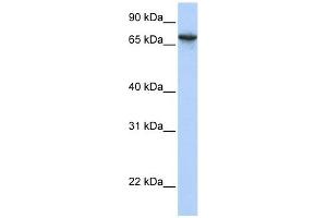 BAT5 antibody used at 1 ug/ml to detect target protein. (BAT5 抗体  (N-Term))