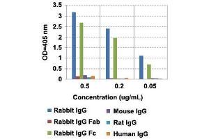 ELISA analysis of IgG from different species with Rabbit IgG Fc monoclonal antibody, clone RMG02  at the following concentrations: 0.