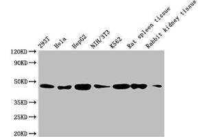 Western Blotting (WB) image for anti-Actin, beta (ACTB) (AA 1-50) antibody (ABIN7127368)
