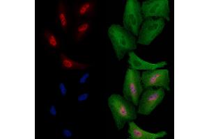 ABIN6259975 and ABIN6278551 staining  cells by IF/ICC. (CDC23 抗体  (Internal Region))