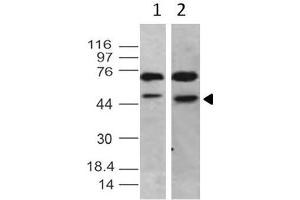 Image no. 1 for anti-TBP-Like 1 (TBPL1) antibody (ABIN5027797) (TBPL1 抗体)