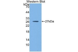 Western Blotting (WB) image for anti-C-Reactive Protein (CRP) (AA 17-224) antibody (ABIN3201506) (CRP 抗体  (AA 17-224))