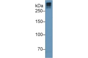Western Blotting (WB) image for Collagen, Type VII, alpha 1 (COL7A1) ELISA Kit (ABIN6730965)