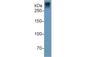 Mouse Capture antibody from the kit in WB with Positive Control: Human serum. (COL7 ELISA 试剂盒)