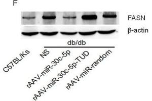 Western Blotting (WB) image for anti-Actin, beta (ACTB) antibody (ABIN3020544)