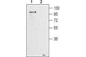 Western blot analysis of mouse brain membranes: - 1. (GRM2 抗体  (Extracellular, N-Term))
