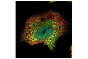 ICC/IF Image Confocal immunofluorescence analysis (Olympus FV10i) of paraformaldehyde-fixed HeLa, using Proteasome 20S alpha 4, antibody (Green) at 1:500 dilution. (Proteasome 20S alpha 4 (Center) 抗体)