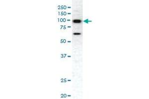 Western blot analysis of EPHA1 polyclonal antibody  in HeLa cell lysate. (EPHA1 抗体  (C-Term))