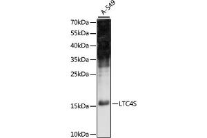 Western blot analysis of extracts of A-549 cells, using LTC4S antibody (ABIN7268248) at 1:1000 dilution. (LTC4S 抗体  (C-Term))