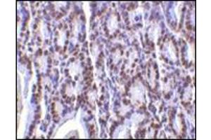 Immunohistochemistry of PHAP I in mouse small intestine tissue with this product at 2 μg/ml. (PHAP1 抗体  (C-Term))