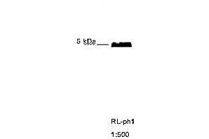 Immunoblotting of RL ph1 recognizing M13 phage coat protein g8p (Coat Protein g8p 抗体)