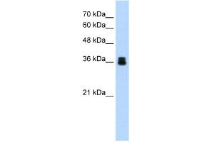 WB Suggested Anti-PIR Antibody Titration:  1. (Pirin 抗体  (C-Term))