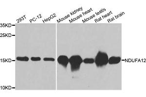Western blot analysis of extracts of various cell lines, using NDUFA12 antibody. (NDUFA12 抗体)