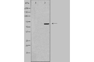 Western blot analysis of extracts from 293 cells using TOR1AIP1 antibody. (TOR1AIP1 抗体  (Internal Region))