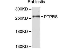 Western blot analysis of extracts of rat testis, using PTPRS antibody (ABIN5996523) at 1:3000 dilution. (PTPRS 抗体)