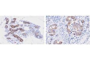 Immunohistochemistry (IHC) image for anti-Peptidylprolyl Isomerase F (PPIF) (AA 30-207) antibody (ABIN356236) (PPIF 抗体  (AA 30-207))