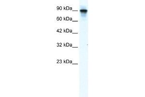 WB Suggested Anti-MCM2 Antibody Titration:  1. (MCM2 抗体  (N-Term))