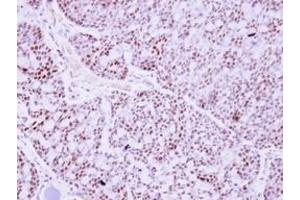 Image no. 1 for anti-Pituitary Tumor-Transforming 2 (PTTG2) (AA 2-174) antibody (ABIN1500512) (PTTG2 抗体  (AA 2-174))