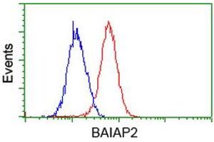 Image no. 4 for anti-BAI1-Associated Protein 2 (BAIAP2) antibody (ABIN1496805) (BAIAP2 抗体)