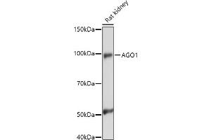 Western blot analysis of extracts of Rat kidney, using (ABIN6129376, ABIN6136636, ABIN6136637 and ABIN6221667) at 1:1000 dilution. (AGO1 抗体  (AA 1-180))