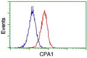 Image no. 2 for anti-Carboxypeptidase A1 (Pancreatic) (CPA1) antibody (ABIN1497590) (CPA1 抗体)