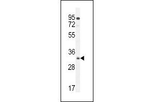 NUS Antibody (N-term) 11000a western blot analysis in  cell line lysates (35 μg/lane). (NUSAP1 抗体  (N-Term))