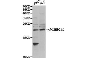 Western Blotting (WB) image for anti-Apolipoprotein B mRNA Editing Enzyme, Catalytic Polypeptide-Like 3C (APOBEC3C) antibody (ABIN1980244) (APOBEC3C 抗体)
