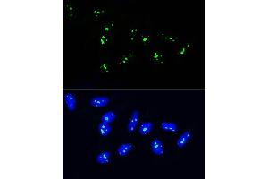 Immunofluorescence (IF) image for anti-NOP58 Ribonucleoprotein (NOP58) (AA 360-529) antibody (ABIN1681073)
