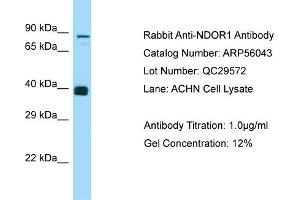 Western Blotting (WB) image for anti-NADPH Dependent Diflavin Oxidoreductase 1 (NDOR1) (N-Term) antibody (ABIN2786492) (NDOR1 抗体  (N-Term))