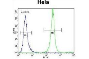 Flow cytometric analysis of Hela cells (right histogram) compared to a negative control cell (left histogram) using Serglycin / PRG1 Antibody (C-term), followed by FITC-conjugated goat-anti-rabbit secondary antibodies. (SRGN 抗体  (C-Term))