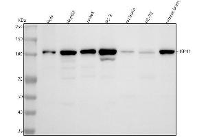 anti-Heat Shock 105kDa/110kDa Protein 1 (HSPH1) (AA 653-858) antibody