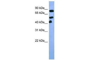Arnt antibody used at 0. (ARNT 抗体  (C-Term))