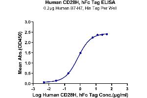 Immobilized Human B7-H7, His Tag at 2 μg/mL (100 μL/well) on the plate.