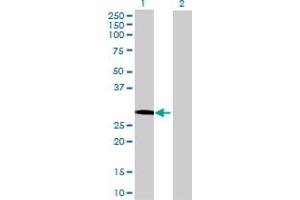 Western Blot analysis of GOSR1 expression in transfected 293T cell line by GOSR1 MaxPab polyclonal antibody. (GS28 抗体  (AA 1-250))