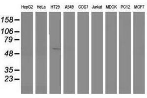 Image no. 1 for anti-Sorting Nexin 8 (SNX8) antibody (ABIN1501042) (SNX8 抗体)