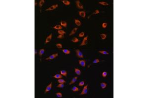 Immunofluorescence analysis of L929 cells using SYT12 antibody (ABIN7270678) at dilution of 1:100. (SYT12 抗体  (AA 95-200))