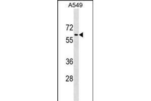 TRL1 Antibody (C-term) (ABIN1537134 and ABIN2849537) western blot analysis in A549 cell line lysates (35 μg/lane).