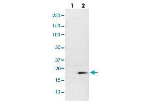 Western blot analysis of Lane 1: NIH-3T3 cell lysate (Mouse embryonic fibroblast cells); Lane 2: NBT-II cell lysate (Rat Wistar bladder tumour cells) with DIABLO polyclonal antibody  at 1:100-1:250 dilution. (DIABLO 抗体)