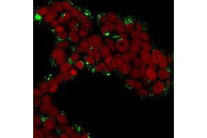 Immunofluorescence Analysis of MCF-7 cells labeling Cathepsin D with Cathepsin D Mouse Monoclonal Antibody (CTSD/3276). (Cathepsin D 抗体  (AA 104-250))