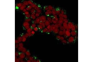 Immunofluorescence Analysis of MCF-7 cells labeling Cathepsin D with Cathepsin D Mouse Monoclonal Antibody (CTSD/3276). (Cathepsin D 抗体  (AA 104-250))