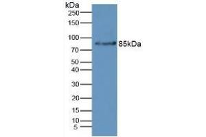 Rabbit Capture antibody from the kit in WB with Positive Control: Mouse liver tissue. (Complement Factor B ELISA 试剂盒)