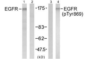 Western blot analysis of extract from A431 cells untreated or treated with EGF (200ng/ml, 5min), using EGFR (Ab-869) antibody (E021222, Lane1 and 2) and EGFR (Phospho-Tyr869) antibody (E011229, Lane 3 and 4). (EGFR 抗体)